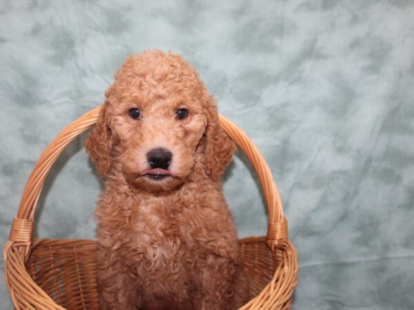 ST Poodle DOG Female Apricot 8726 Petland Dalton, Georgia