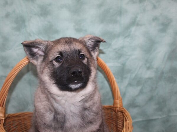 Norwegian Elkhound DOG Male Sable 8727 Petland Dalton, Georgia