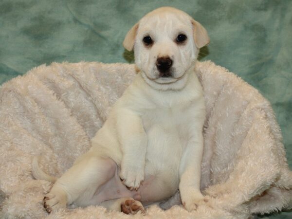 Sharpei Mix-DOG-Male-White-19306-Petland Dalton, Georgia