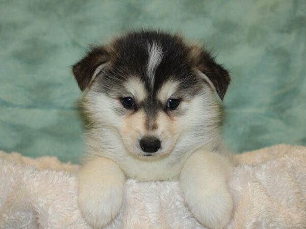 Pomsky DOG Male BLK WH 19320 Petland Dalton, Georgia