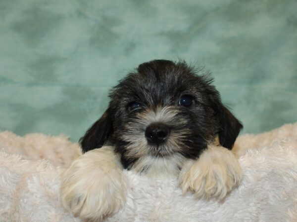 Miniature Schnauzer DOG Male Salt pepper 19318 Petland Dalton, Georgia