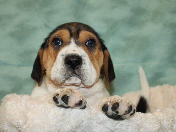 Walrus-DOG-Female-Black Tri-19302-Petland Dalton, Georgia