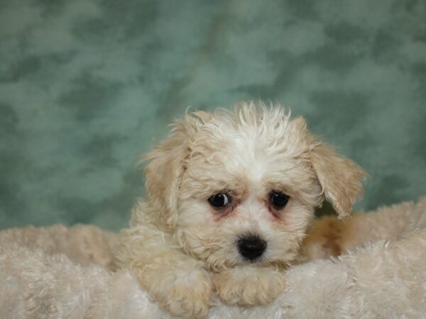 Havachon-DOG-Female-BLENHEIM-19317-Petland Dalton, Georgia