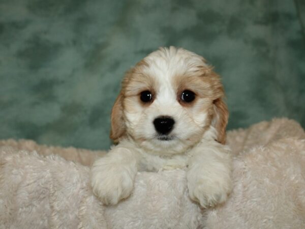 Cavachon DOG Male BLENHEIM 19312 Petland Dalton, Georgia