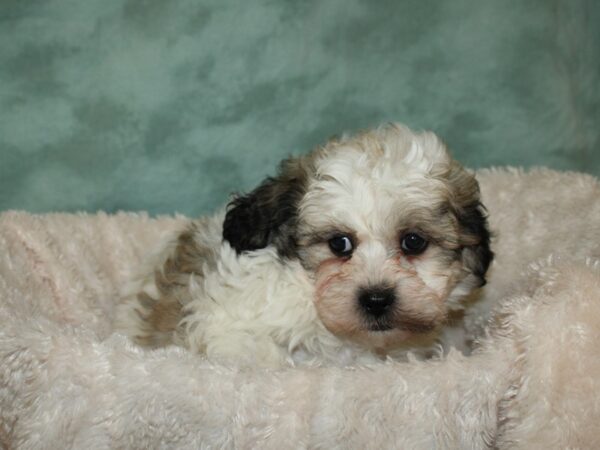 Teddy DOG Male brown white 19314 Petland Dalton, Georgia