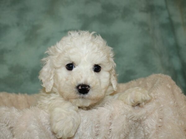 Bichon Frise DOG Male WH 19319 Petland Dalton, Georgia