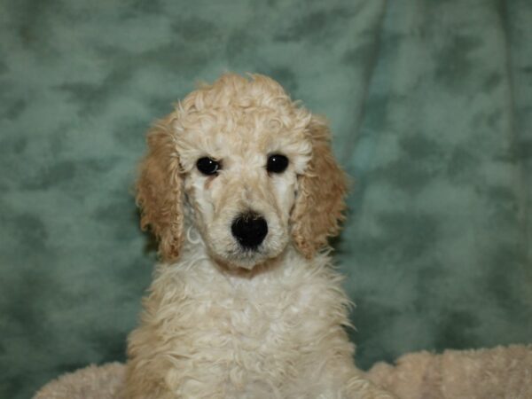 Standard Poodle-DOG-Female-Cream-19307-Petland Dalton, Georgia