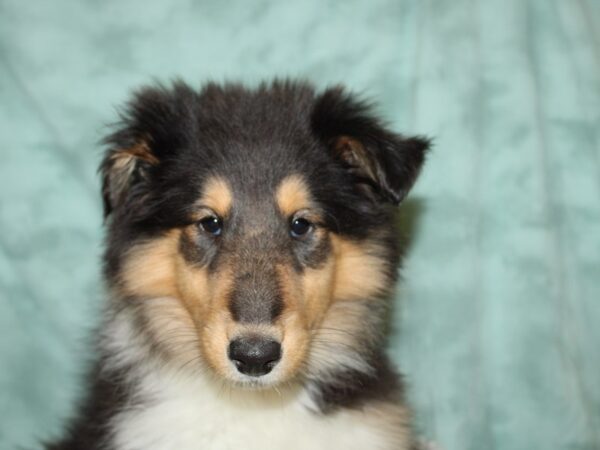 Collie-DOG-Female-Black White and Tan-19311-Petland Dalton, Georgia