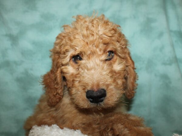 Labradoodle DOG Female Red 19299 Petland Dalton, Georgia