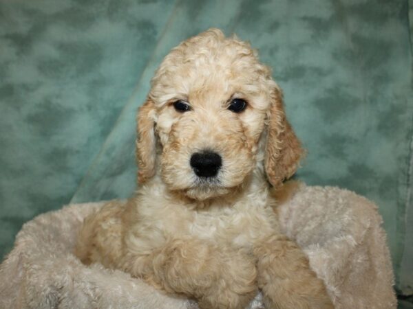 F2 ST Goldendoodle-DOG-Male-Apricot-19305-Petland Dalton, Georgia