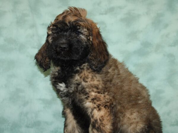 Saint BerDoodle-DOG-Male-Sable-19303-Petland Dalton, Georgia