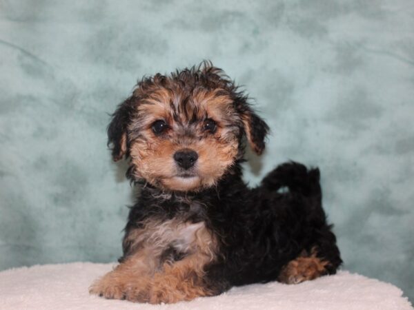 Havachon-DOG-Female-BLACK TAN-8748-Petland Dalton, Georgia