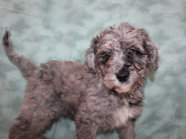 Labradoodle DOG Male black merle 8742 Petland Dalton, Georgia