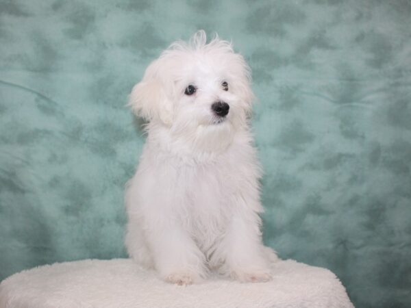 Maltese DOG Male WH 8663 Petland Dalton, Georgia