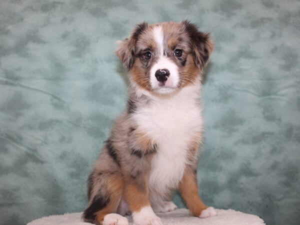 Miniature American Shepherd-DOG-Female-Blue Merle-8705-Petland Dalton, Georgia