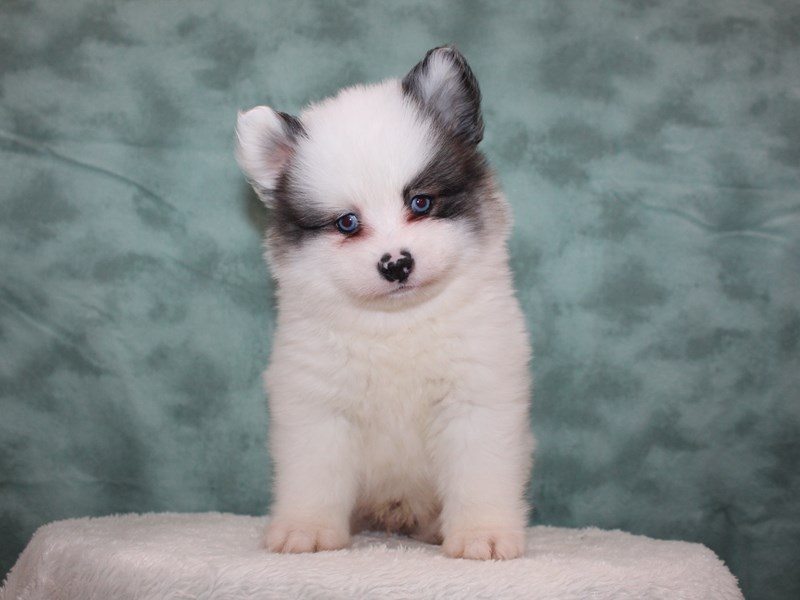 Pomsky Puppy WHITE/black ID:8749 Located at Petland Dalton, Georgia