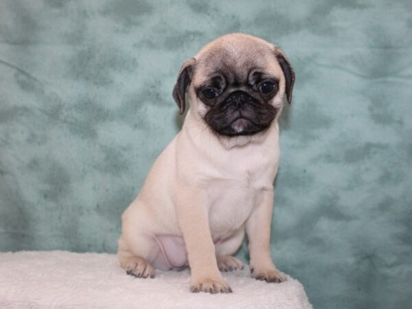 Pug DOG Female 8717 Petland Dalton, Georgia