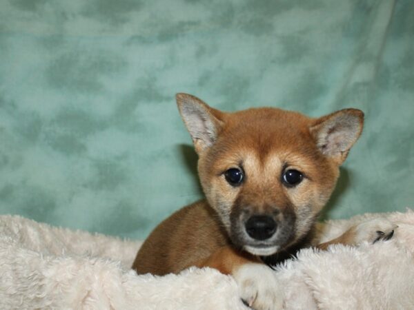 Shiba Inu DOG Female Red Sesame 19323 Petland Dalton, Georgia