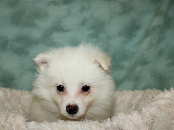 Pomimo DOG Male Cream 19327 Petland Dalton, Georgia