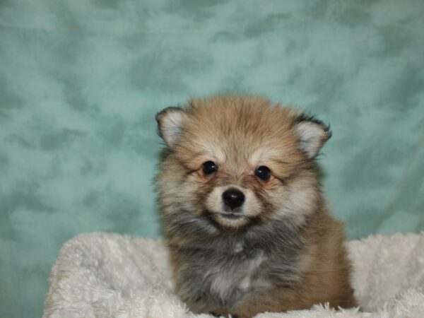 Pomimo-DOG-Male-Sable-19326-Petland Dalton, Georgia