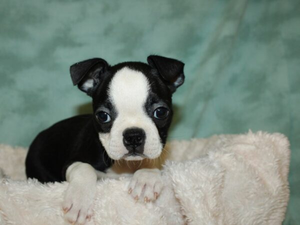 Boston Terrier DOG Female Blk&Wh 19329 Petland Dalton, Georgia