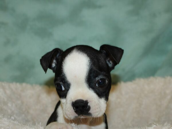 Boston Terrier DOG Male Blk&Wh 19328 Petland Dalton, Georgia