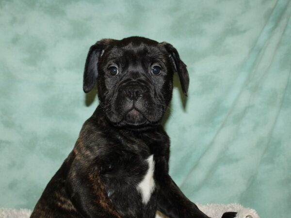 Bull Mastiff-DOG-Female-Fawn Brindle-19322-Petland Dalton, Georgia