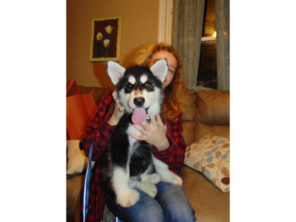 Alaskan Malamute-DOG-Male-Black and White-19321-Petland Dalton, Georgia