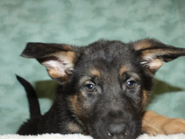 German Shepherd DOG Male 19336 Petland Dalton, Georgia