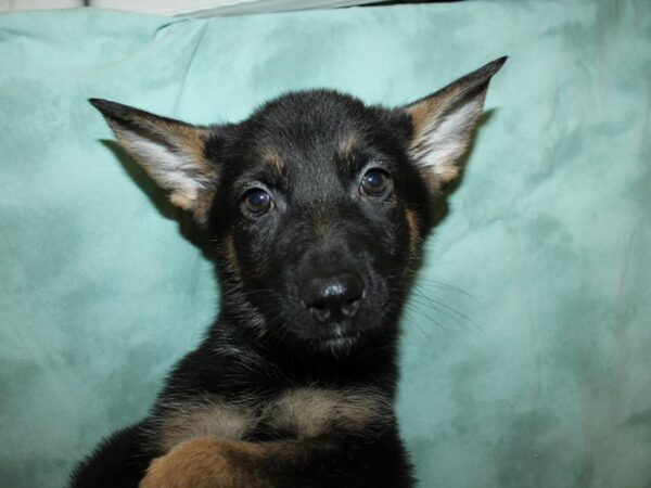 German Shepherd DOG Female 19337 Petland Dalton, Georgia