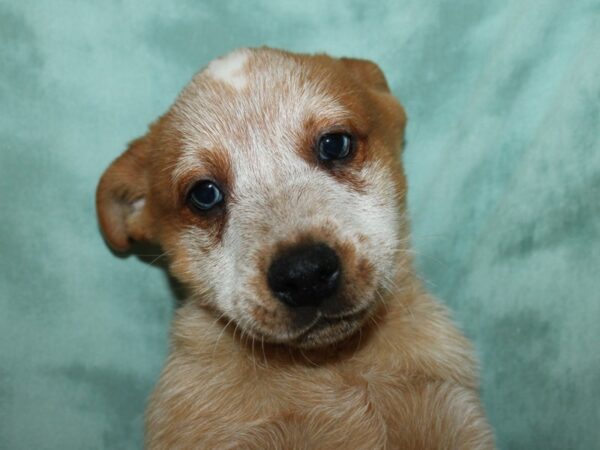 Australian Cattle Dog DOG Male Red Mottled 8759 Petland Dalton, Georgia