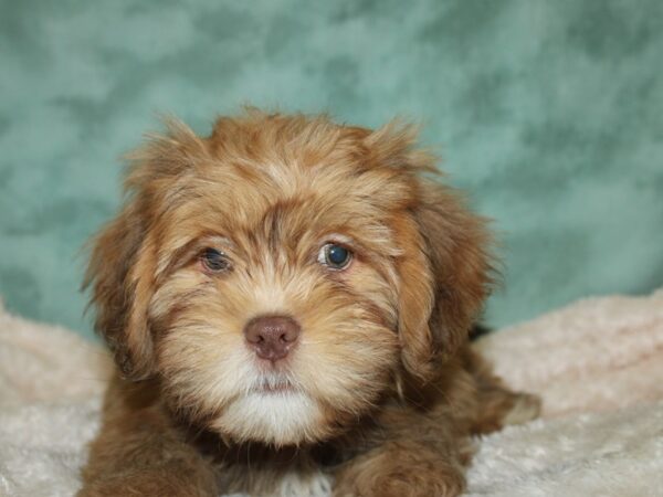 Lhasa Apso-DOG-Male-Liver-8761-Petland Dalton, Georgia