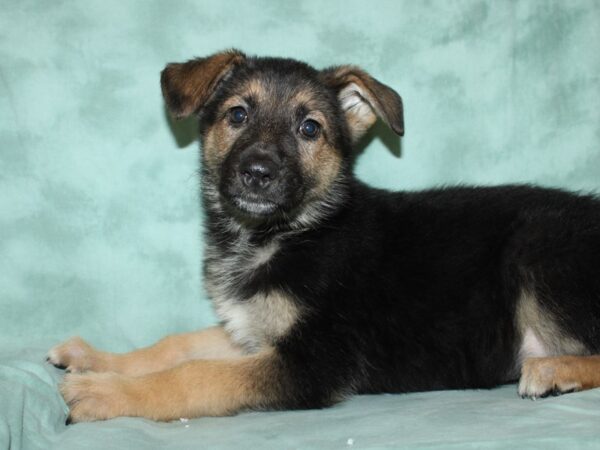 German Shepherd DOG Female 8763 Petland Dalton, Georgia