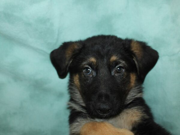 German Shepherd DOG Male 8762 Petland Dalton, Georgia