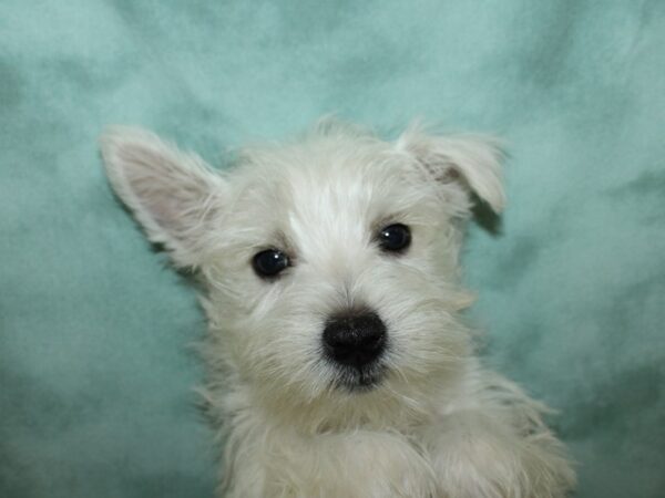 West Highland White Terrier DOG Male White 8754 Petland Dalton, Georgia