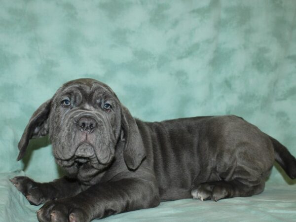 Neapolitan Mastiff DOG Female Blue 8755 Petland Dalton, Georgia