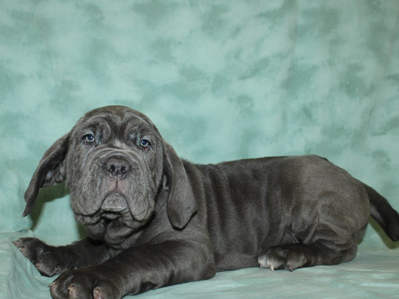 Neapolitan Mastiff Puppy Blue ID:8755 Located at Petland Dalton, Georgia