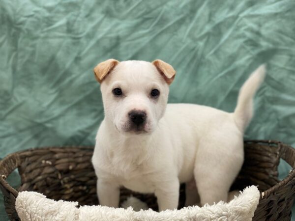 Sharpei Mix-DOG-Male-White-8744-Petland Dalton, Georgia