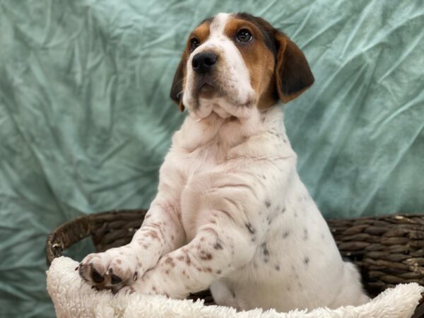 Walrus DOG Female Black Tri 8741 Petland Dalton, Georgia