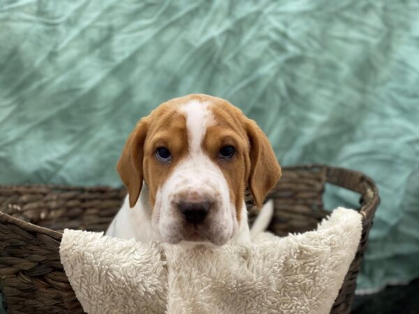 Walrus-DOG-Male-Lemon White-8740-Petland Dalton, Georgia