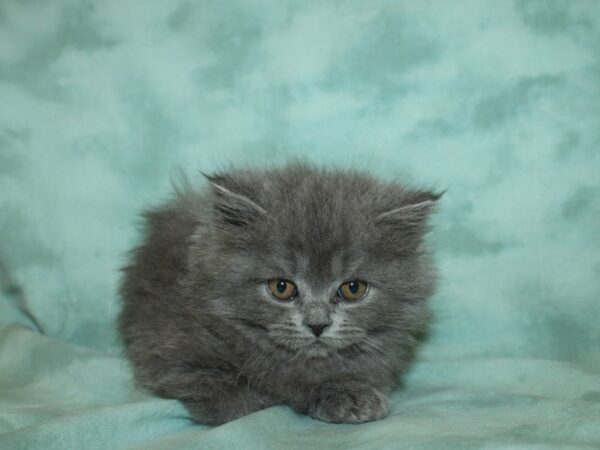 Persian CAT Female Gray 19350 Petland Dalton, Georgia