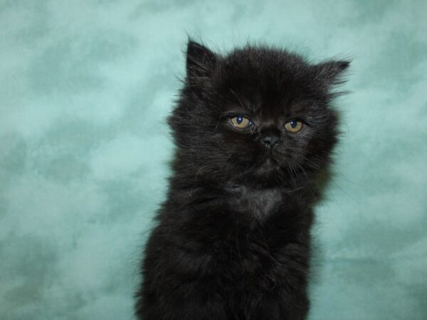 Persian CAT Male Black 19349 Petland Dalton, Georgia