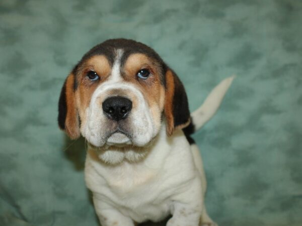 Walrus-DOG-Male-Black Tri-19332-Petland Dalton, Georgia