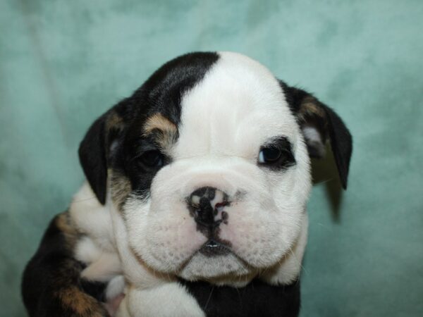 Bulldog DOG Female Black 8767 Petland Dalton, Georgia