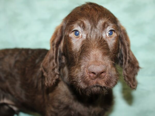 Labradoodle-DOG-Male-Brown-19372-Petland Dalton, Georgia