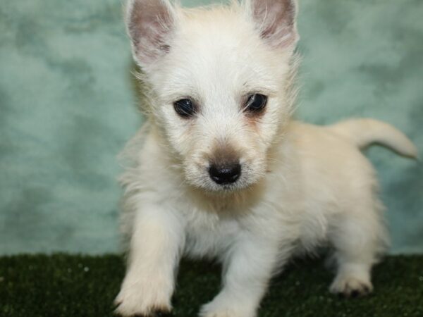 West Highland White Terrier DOG Male White 19369 Petland Dalton, Georgia