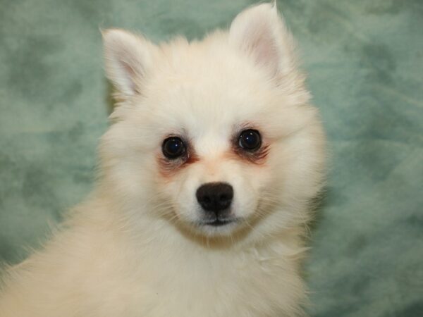 American Eskimo DOG Female White 19366 Petland Dalton, Georgia