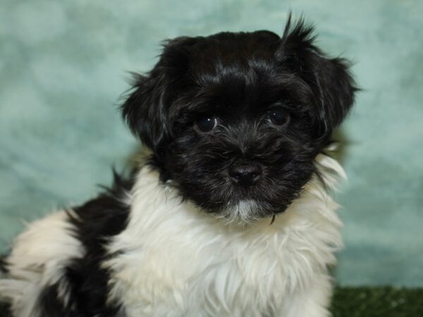 Havanese DOG Male Black 19352 Petland Dalton, Georgia