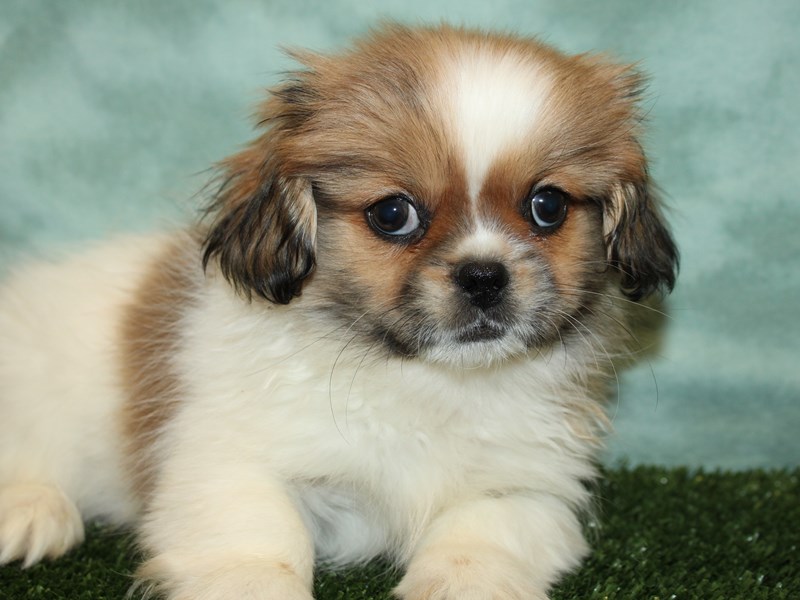 Pekingese Puppy Sable ID:19353 Located at Petland Dalton, Georgia