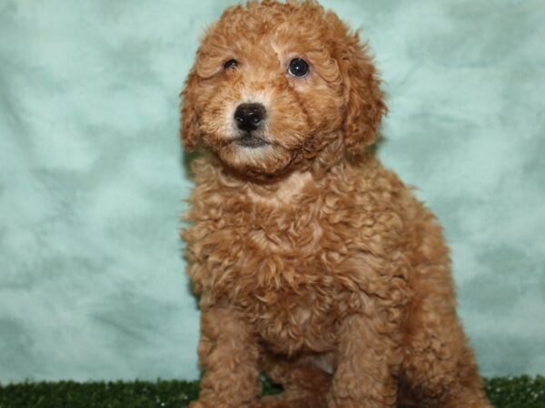 F2 MINI GOLDENDOODLE DOG Female Red 19354 Petland Dalton, Georgia